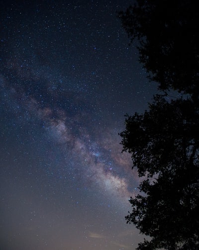 侧影树夜间低角度摄影